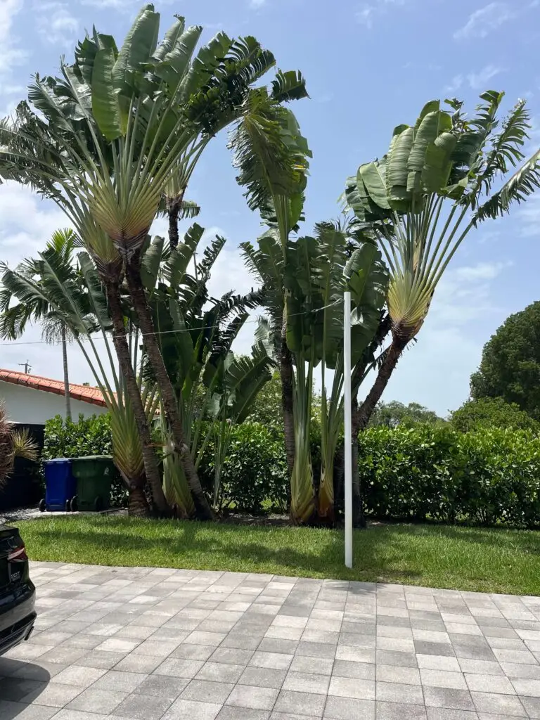 A photo of several traveler's palms trimming in a front yard. The palms are tall with large, fan-like leaves. There is a white pole, a brick driveway and a neatly trimmed hedge in front of the palms.