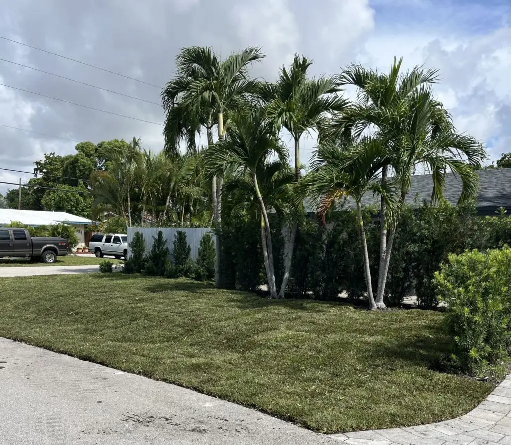 sod installation: A photo of a front yard with palm trees and green grass along a paved street.