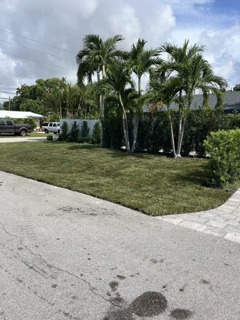 A photo of a front yard with palm trees and green grass along a paved street.